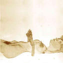 schiele mujer boca arriba.jpg